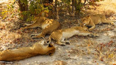 AMONG ELEPHANTS IN BOTSWANA AND ZIMBABWE, Guest Post by Owen Floody AMONG ELEPHANTS IN BOTSWANA AND ZIMBABWE, Guest Post by Owen Floody
