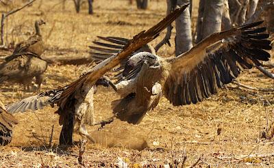 AMONG ELEPHANTS IN BOTSWANA AND ZIMBABWE, Guest Post by Owen Floody AMONG ELEPHANTS IN BOTSWANA AND ZIMBABWE, Guest Post by Owen Floody