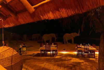 AMONG ELEPHANTS IN BOTSWANA AND ZIMBABWE, Guest Post by Owen Floody AMONG ELEPHANTS IN BOTSWANA AND ZIMBABWE, Guest Post by Owen Floody