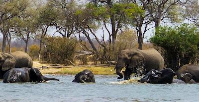 AMONG ELEPHANTS IN BOTSWANA AND ZIMBABWE, Guest Post by Owen Floody AMONG ELEPHANTS IN BOTSWANA AND ZIMBABWE, Guest Post by Owen Floody