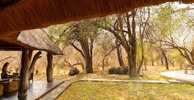 AMONG ELEPHANTS IN BOTSWANA AND ZIMBABWE, Guest Post by Owen Floody AMONG ELEPHANTS IN BOTSWANA AND ZIMBABWE, Guest Post by Owen Floody