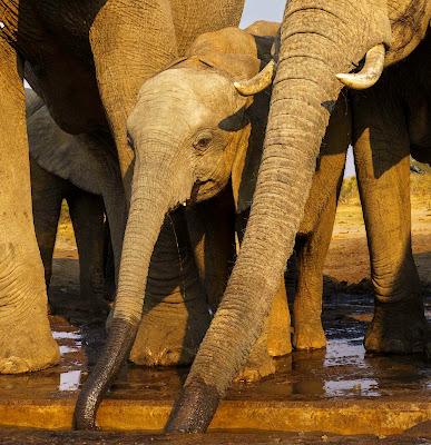 AMONG ELEPHANTS IN BOTSWANA AND ZIMBABWE, Guest Post by Owen Floody AMONG ELEPHANTS IN BOTSWANA AND ZIMBABWE, Guest Post by Owen Floody