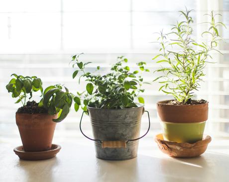 Indoor herb garden eco habits at home