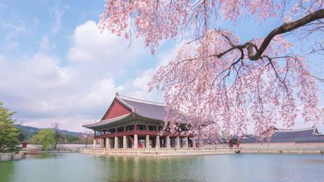 Where to Travel Next? Cherry Blossom At Gyeongbokgung Palace In Seoul south Korea.