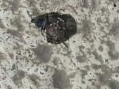 Dung Beetle சாணி வண்டு