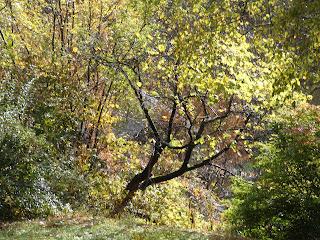 Living in Middle Earth