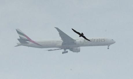 Angry Birds    ~    bird hit !!