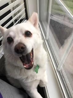 Our Family Dog Crossed the Rainbow Bridge This Spring