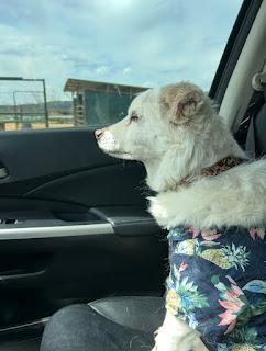 Our Family Dog Crossed the Rainbow Bridge This Spring