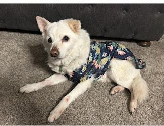 Our Family Dog Crossed the Rainbow Bridge This Spring