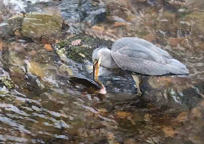 What I Learned, Looking Forward, Looking Back: October 2025