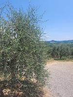 The Essence of the Olive: Introducing Our Olive Oil Series