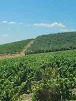 The Essence of the Olive: Introducing Our Olive Oil Series