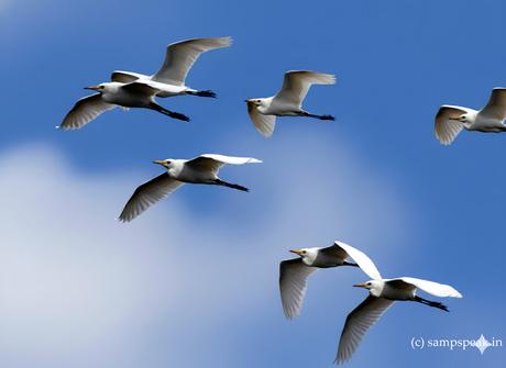 Herons !!  ~  Cattle Egrets at Triplicane