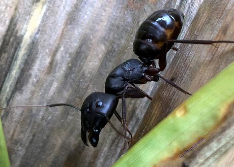 close-up of Ant !     ~   கட்டெறும்பு
