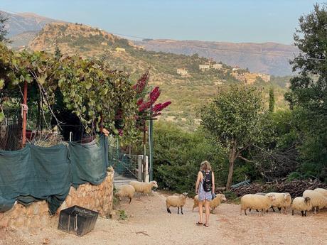 Is Albania Safe To Visit? A woman walking down a rustic path in a small rural village, surrounded by a flock of sheep. In the background, there are vineyards, hills, and distant houses scattered across the landscape.