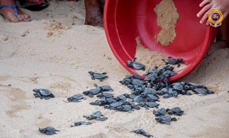 Turtle hatching Sri Lanka Coast Guard 1