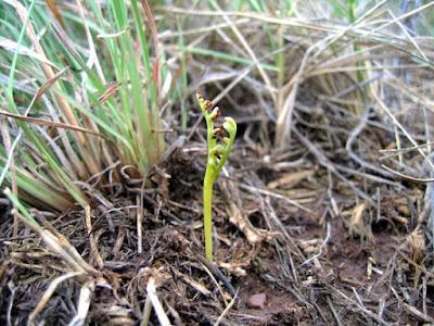 Monthly Fern Finale—Moonworts!