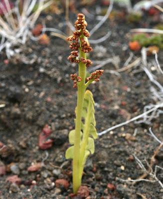 Monthly Fern Finale—Moonworts!