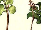 Monthly Fern Finale—Moonworts!