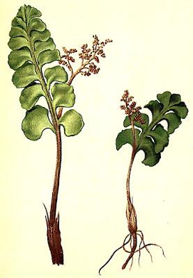 Monthly Fern Finale—Moonworts!