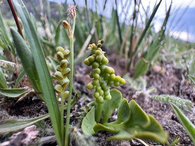 Monthly Fern Finale—Moonworts!