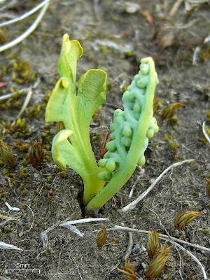 Monthly Fern Finale—Moonworts!