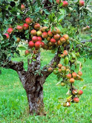 Fruit Tree - An Apple Tree on St Kilda Fruit Tree - An Apple Tree on St Kilda