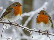 Robins