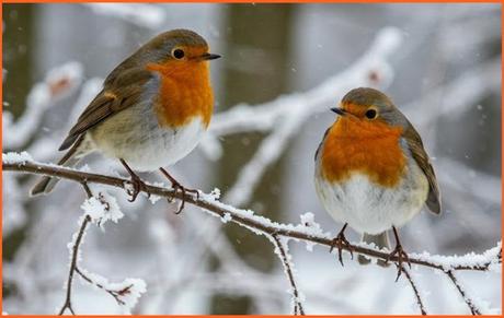 Robins