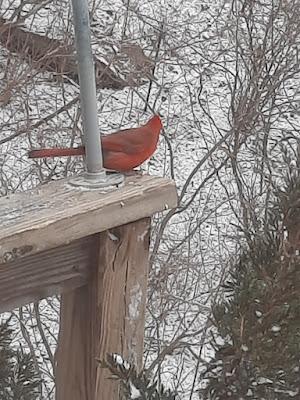 Birds Against ICE