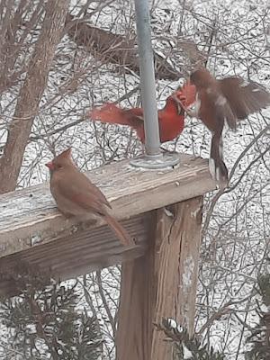 Birds Against ICE