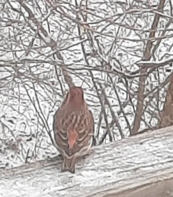Birds Against ICE