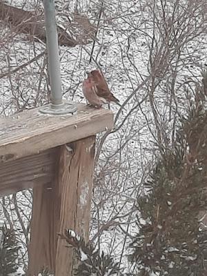 Birds Against ICE