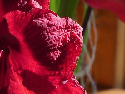 Aging Amaryllis