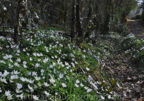 Anemone nemorosa