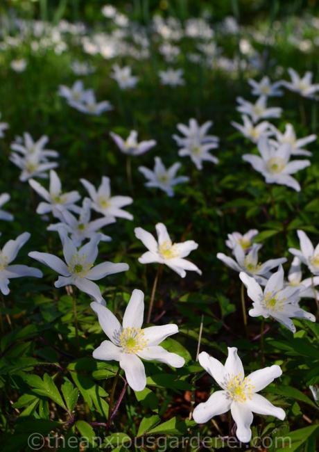 Anemone nemorosa