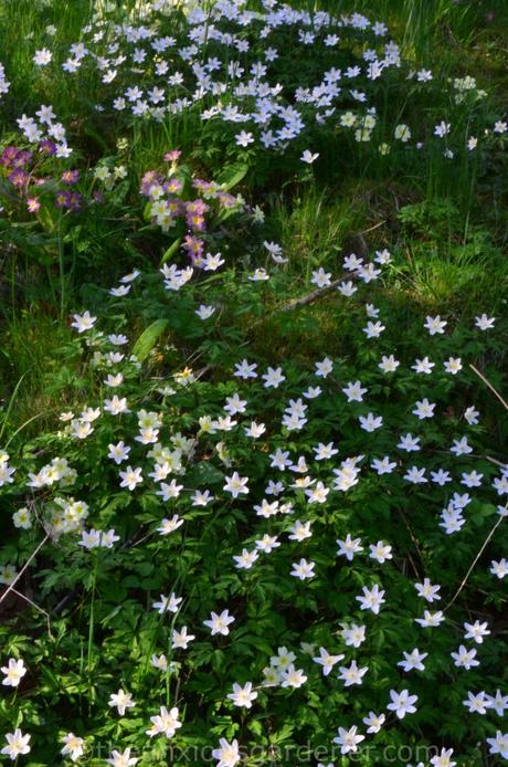 Anemone nemorosa