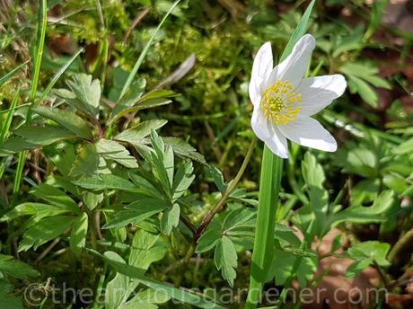Anemone nemorosa