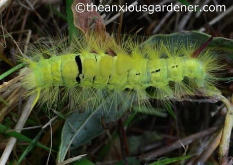 Pale Tussock Moth
