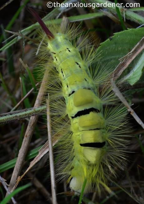 Pale Tussock Moth