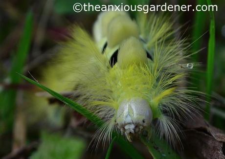 Pale Tussock Moth
