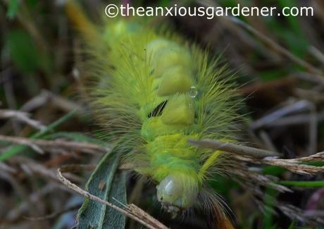 Pale Tussock Moth
