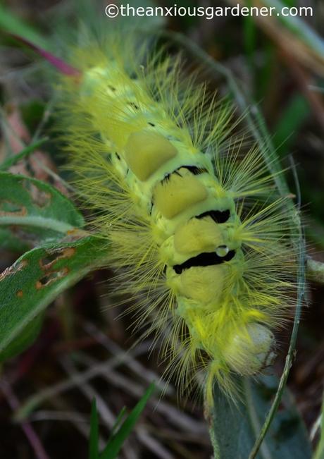 Pale Tussock Moth