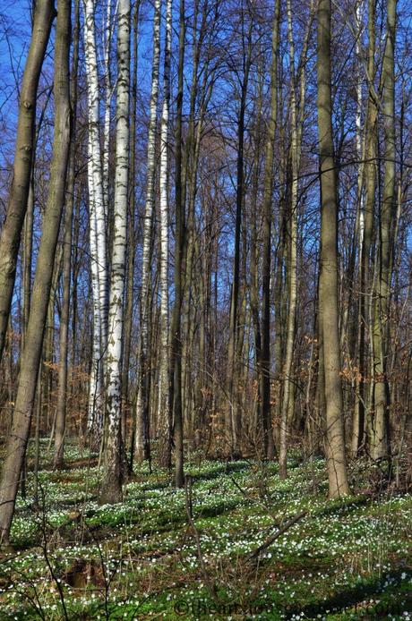 A Postcard From Poland