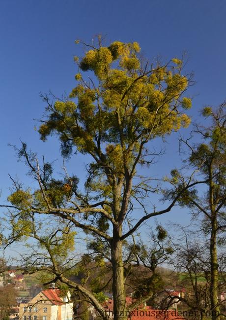 A Postcard From Poland