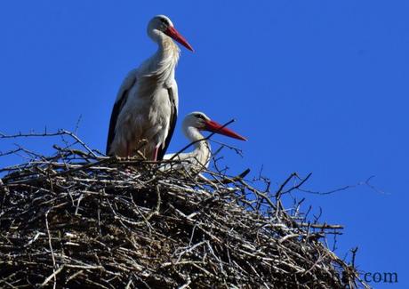 A Postcard From Poland
