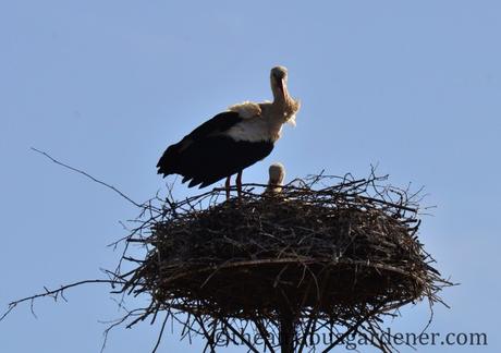 A Postcard From Poland