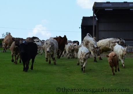 A Stampede Of Cows