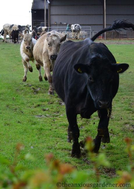 A Stampede Of Cows